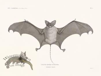 Bats of the World 05